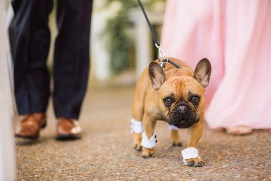 The New York City couple enlisted their bulldog Sargeant as their ring bearer. 