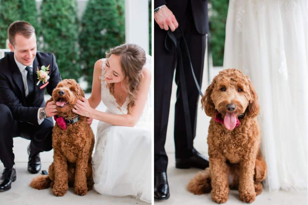 dogs at weddings | CJ's Off the Square, Franklin TN