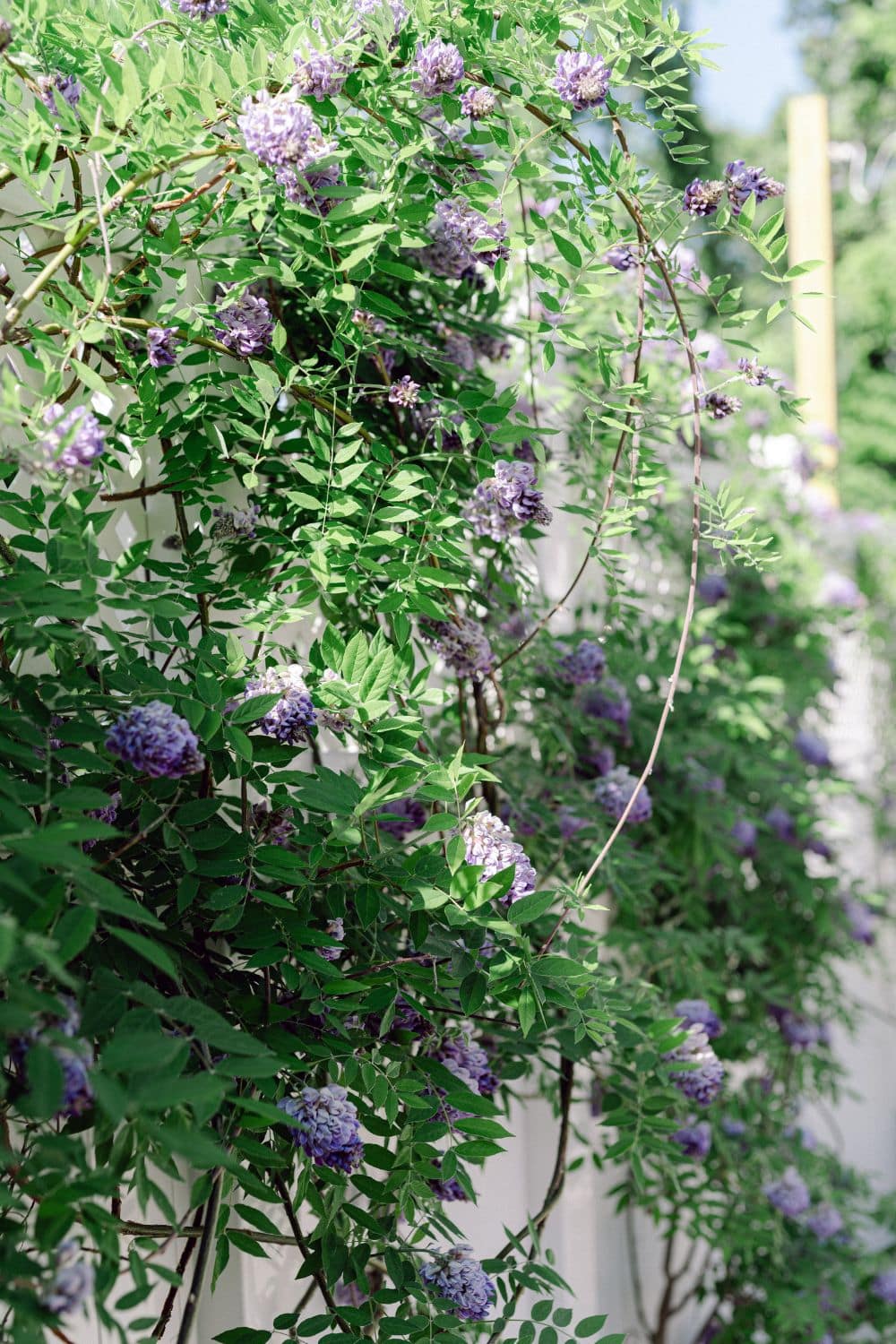 Nashville Garden Wedding + Event Venue | CJ's Off the Square